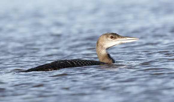 Great Northern Diver