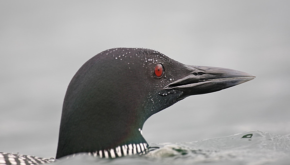 Great Northern Diver