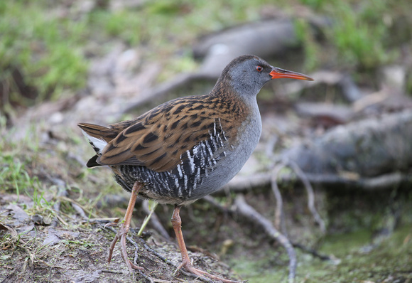 Water Rail