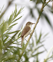 Blyth's Reed Warbler