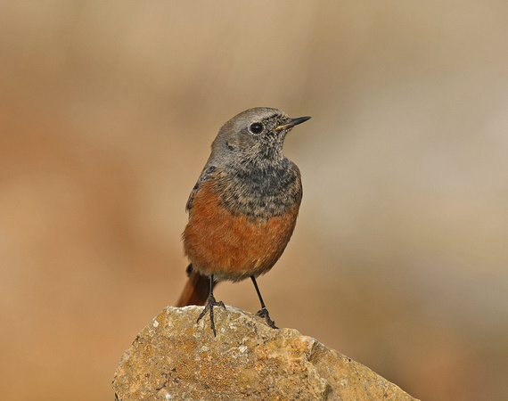 Eastern Black Redstart