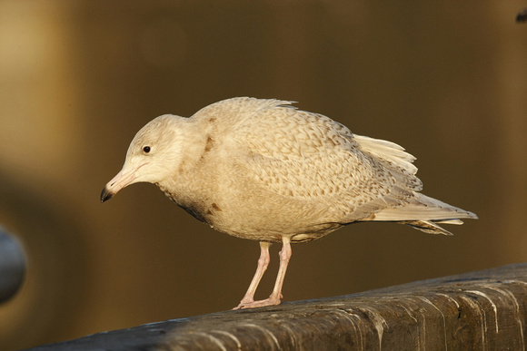 Glaucous Gull