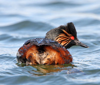 Black-necked Grebe
