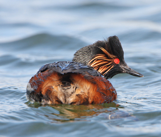 Black-necked Grebe