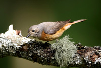 Common Redstart