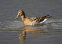 Black-tailed Godwit