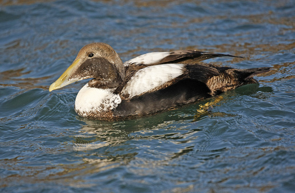 Common Eider