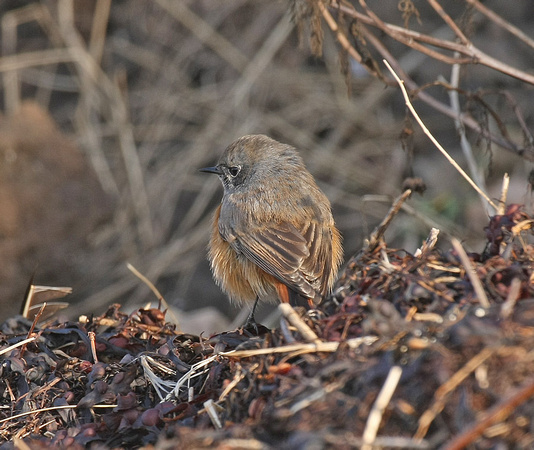 Eastern Black Redstart