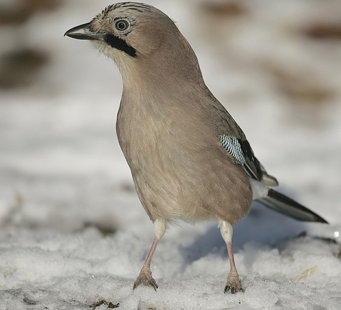 Jay