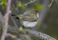 Chiffchaff