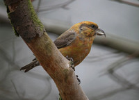 Common Crossbill