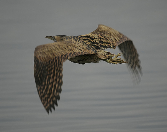 Bittern