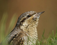 Wryneck