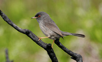 Marmora's Warbler