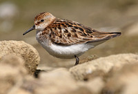 Litttle & Temminck's Stint