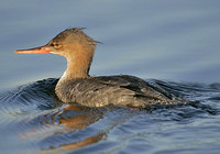 Red-breasted Merganser