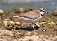 Little Ringed Plover (Adult)