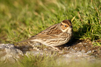 Little Bunting