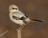 Shrikes