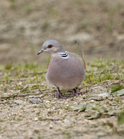 Turtle Dove