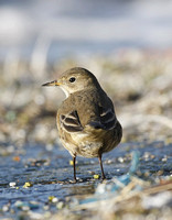 American Buff-bellied Pipit