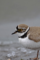 Ringed Plover & Little Ringed Plover