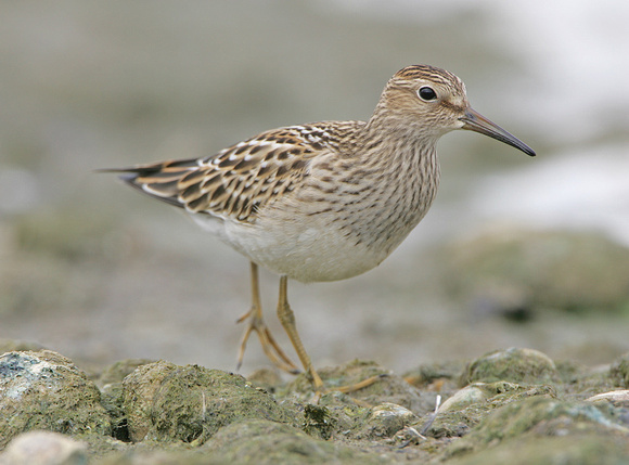 Pectoral Sandpiper