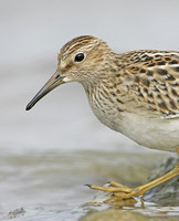 Pectoral Sandpiper