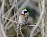 Penduline Tit