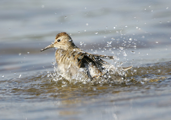 Pectoral Sandpiper