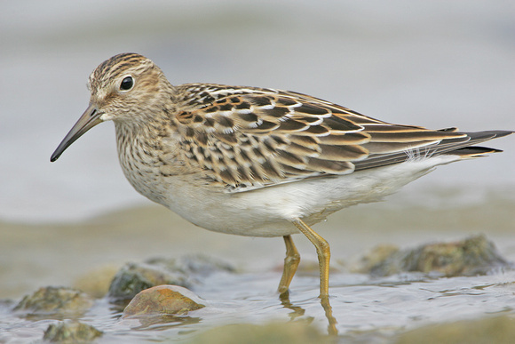 Pectoral Sandpiper