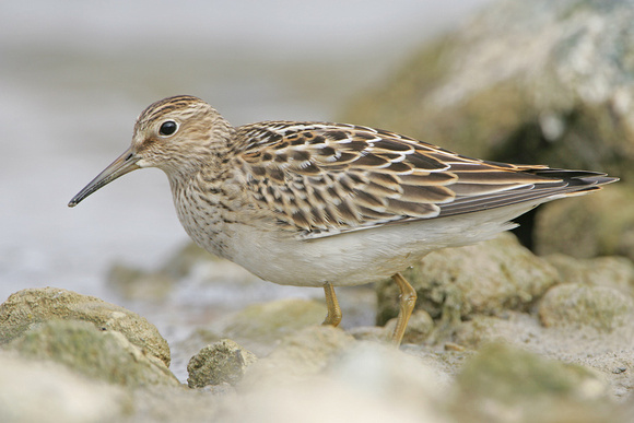 Pectoral Sandpiper