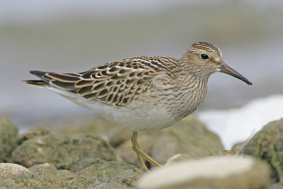 Pectoral Sandpiper