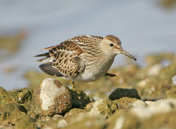 Pectoral Sandpiper