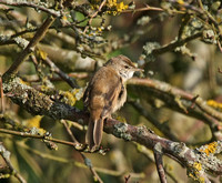 Paddyfield Warbler