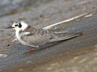 American Black Tern