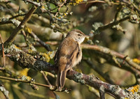 Paddyfield Warbler