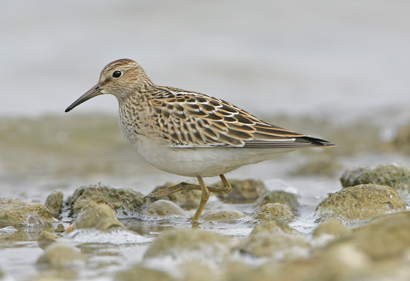 Pectoral Sandpiper