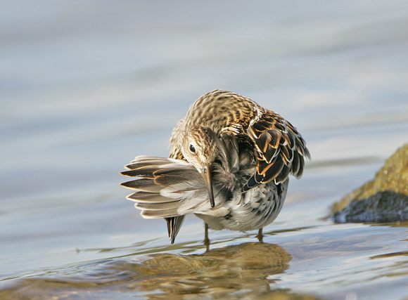 Pectoral Sandpiper