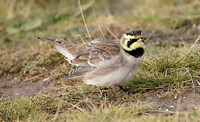 Shore Lark