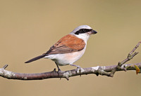 Red-backed Shrike(Sutton Park 2020)