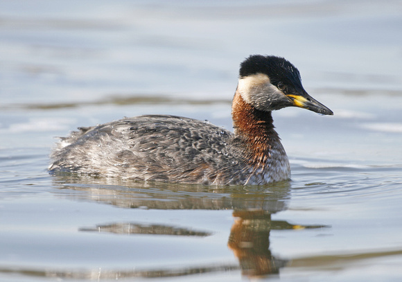 Red-necked Grebe