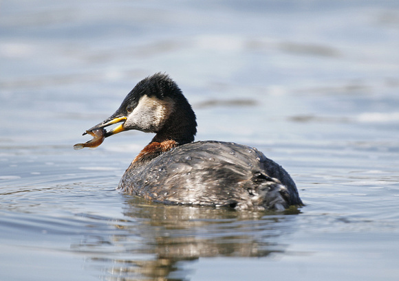 Red-necked Grebe