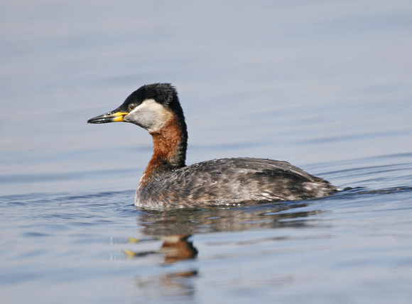 Red-necked Grebe