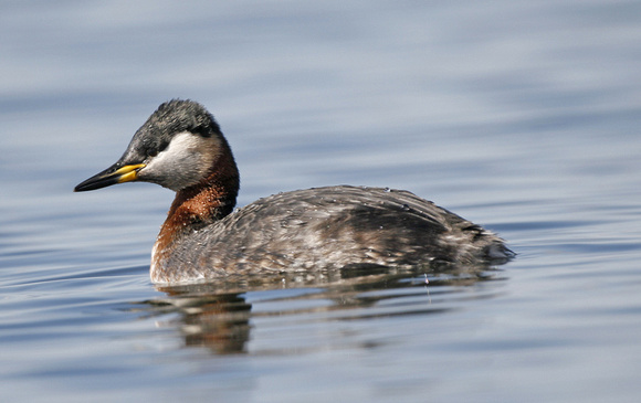 Red-necked Grebe