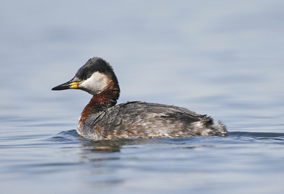 Red-necked Grebe