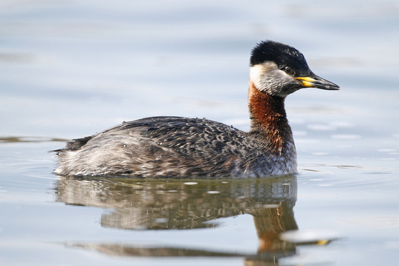 Red-necked Grebe