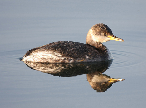 Red-necked Grebe