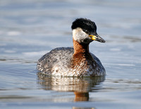 Red-necked Grebe