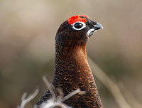 Red Grouse